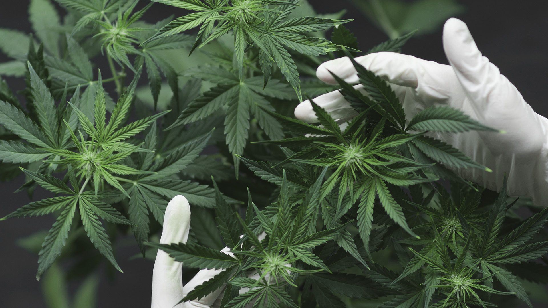Cannabis sativa der bliver dyrket.